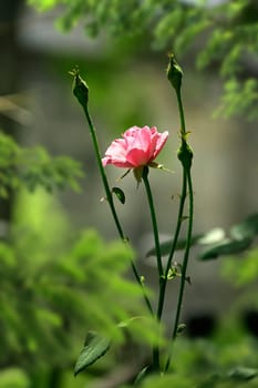 close up shot of pink rose in garden