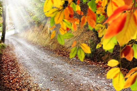 Colorful autumn leaves and dirt road