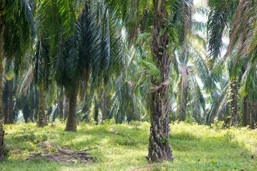 Palm oil plantation at south east Asia.