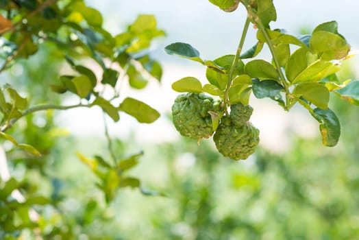 Pesticide free organic kaffir lime tree, imperfect insect bites.