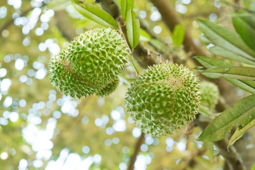 Close up musang king durian on tree.