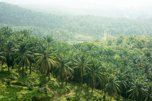 Arial view of palm oil plantation at east Asia.