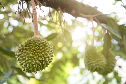 Close up fresh durian on the tree in the garden, king of fruit.