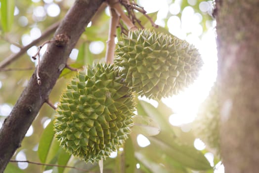 Close up fresh musang king durian on tree in orchard, tropical fruit.