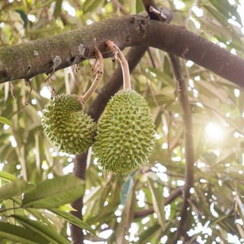 The king of fruits durian on tree in orchard.