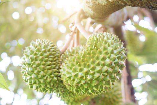 Close up fresh durian on the tree in the garden, king of fruit, with beautiful sun light.