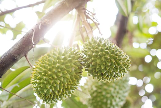 Close up fresh musang king durian on tree in orchard, tropical fruit, with beautiful sun light.