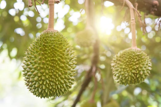 Fresh durian on the tree in the garden, king of fruit.