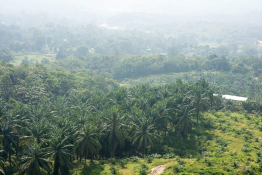 Aerial view of palm oil plantation in Asia. Agricultural background.
