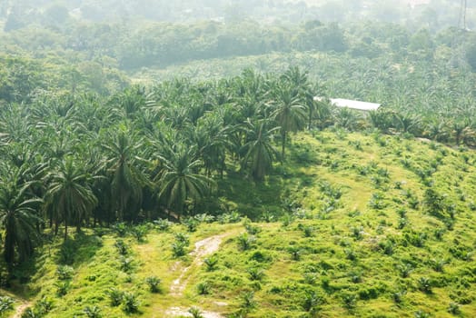 Palm oil farmland in Seremban, Malaysia