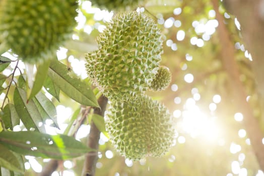 Musang king durian on tree.