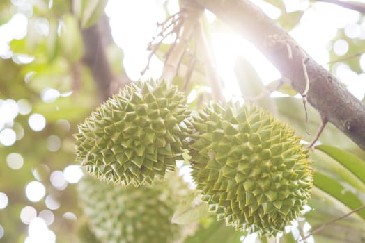 Close up fresh tropical fruit musang king durian on tree in orchard.