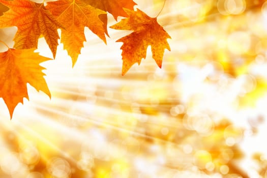 Background image of colorful autumn leaves and light