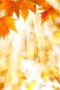 Background image of colorful autumn leaves and light