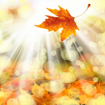 Background image of colorful autumn leaves and light