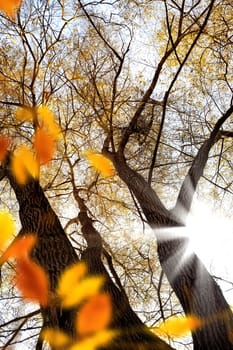 close up shot of tree and light in autumn