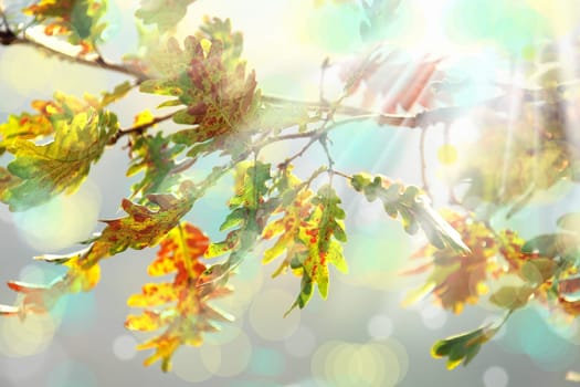 close up shot of colorful autumn leaves in forest