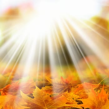 Background image of colorful autumn leaves and light