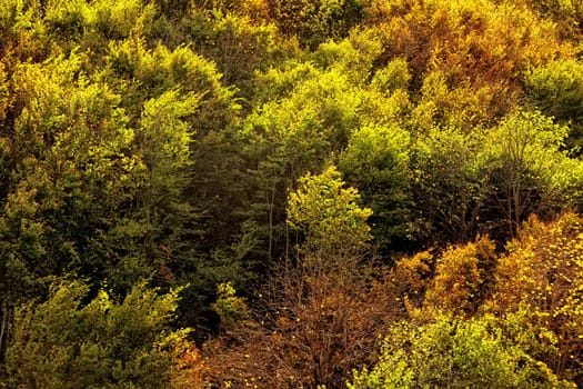 Background image of forest with colorful autumn leaves