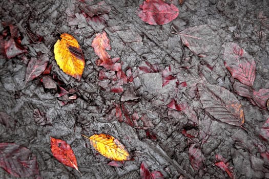 elevated view of close up dirt road and autumn leaves.