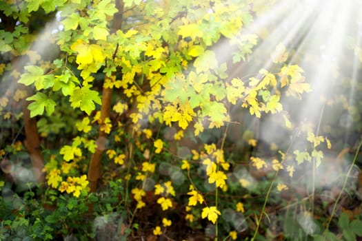 Background image of colorful autumn leaves and light