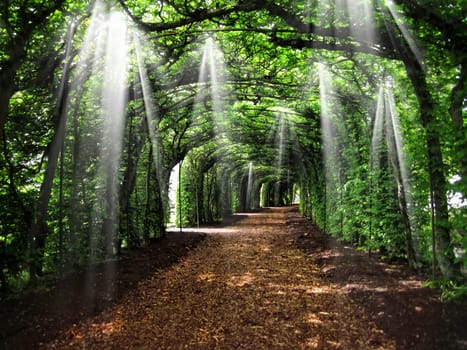 Dirt road tunnel covered with plants and sun rays.