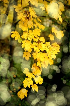 close up shot of colorful autumn leaves in forest