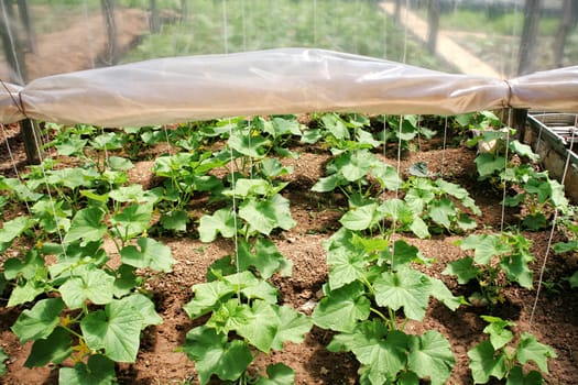 close up shot of organic plants in greenhouse.