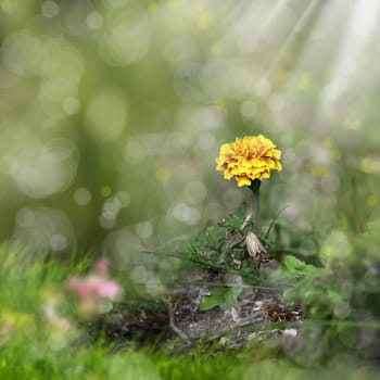 an image of yellow flower and sunbeams