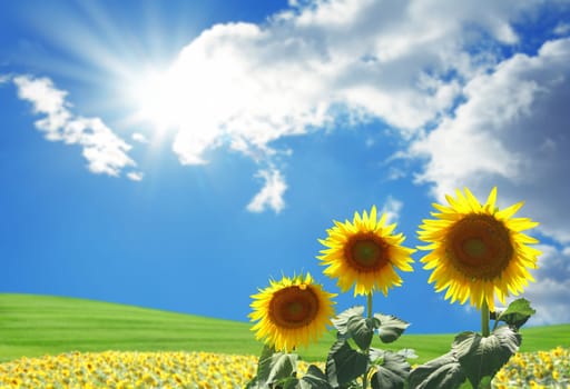 an image of sunflower and blue sky