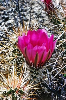 Blooming Calico Cactus in Arizona desert