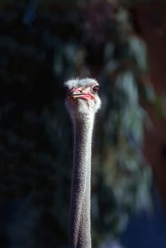 Close up of a ostrich head
