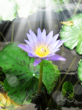 close up shot of water lily lotus and light in garden