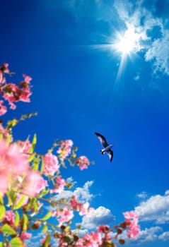 flying seagull and flowers over sunny blue sky
