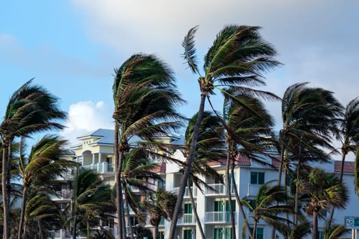 an image of palm trees