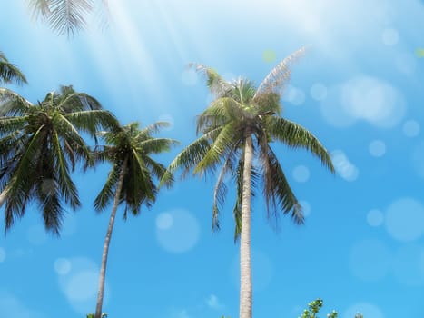 an image of palm trees