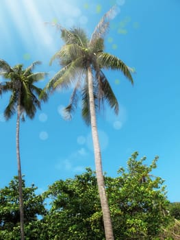 an image of palm trees