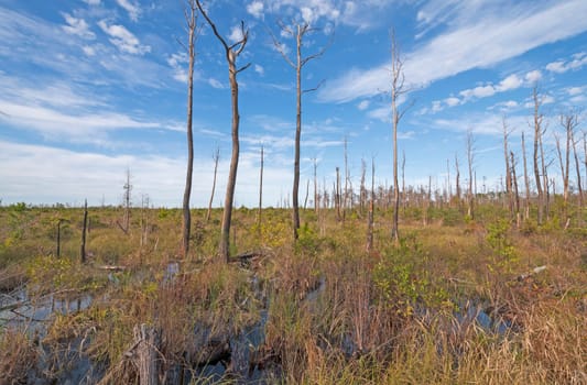 Prairie in the Okefenokee Swamp in Georgia