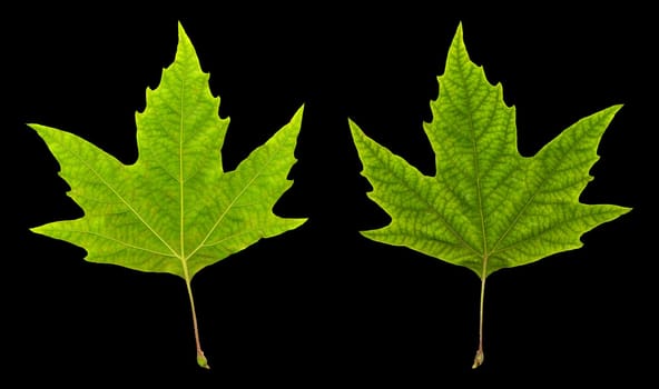 isolated image of leaves on black background