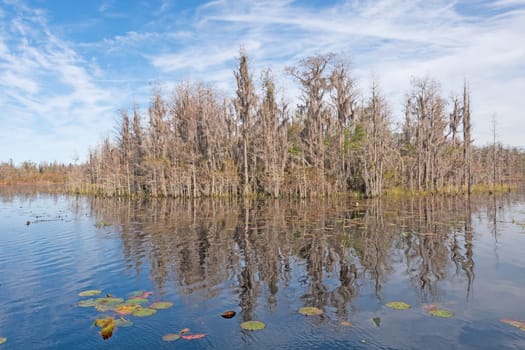 Hummock in Okefenokee Swamp in Georgia