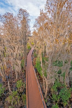 Aerial View of a Boardwalk Through a Cypress Swamp in the Okefenokee Swamp in Georgia