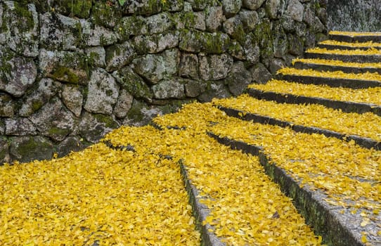 Fallen autumn yellow leaves of ginkgo tree on steps