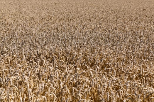 Golden ears of wheat on the field