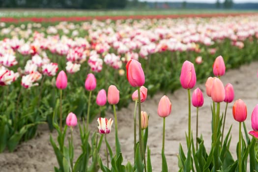 Colorful field of tulips in the Netherlands