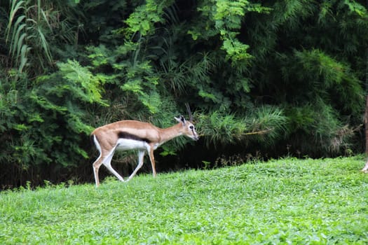 antelopes on green grass in zoo park.