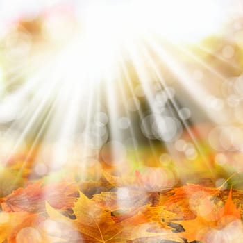 Background image of colorful autumn leaves and light