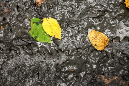 elevated view of close up colorful autumn leaves.