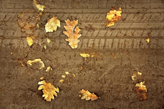 elevated view of close up yellow autumn leaf
