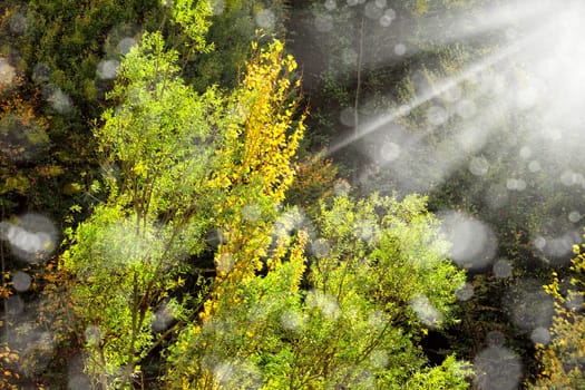 Background image of colorful autumn leaves and light