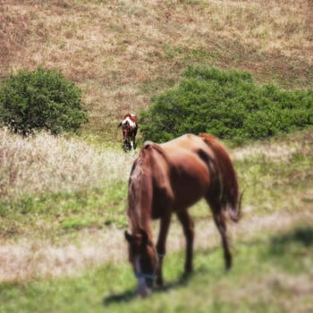 horses eating grass on green field